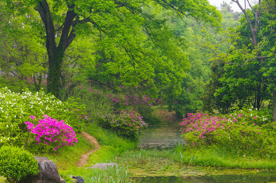 Rhododendrons bloom in Moshan scenic spot on East Lake in Wuhan, Hubei province