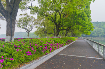 Fototapeta na wymiar Rhododendrons bloom in Moshan scenic spot on East Lake in Wuhan, Hubei province