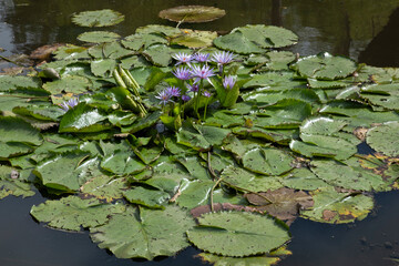 Flowering Cape blue water lilies or Nymphaea capensis with large leaves in a pond