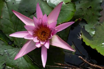 Flowering single Pink Cape blue water-lily flower, or Nymphaea capensis with large floating leaves...