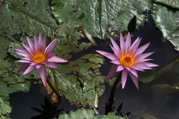 Flowering Pink Cape blue water-lily flowers, or Nymphaea capensis with large floating leaves in a pond. Top view