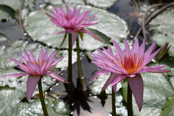 Flowering Pink Cape blue water-lily flowers, or Nymphaea capensis with large floating leaves in a pond. Side view