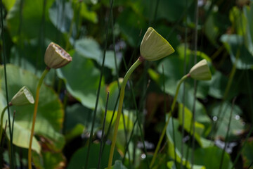 Lotus Pods in the Botanical Garden in Melbourne, Victoria, Australia. Green Indian lotus leaves, blurred natural plant green background