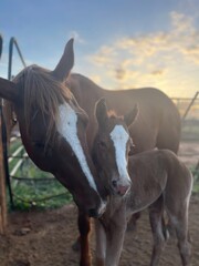 Mother and Baby Horse Love at Sunrise