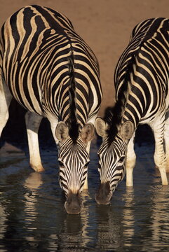 Two Burchell's zebra (Equus burchelli) drinking, Mkhuze Game Reserve, South Africa, Africa