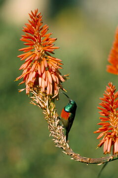Greater doublecollared sunbird (Nectarinia afra), Giant's Castle, South Africa, Africa