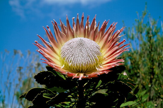 King protea (Protea cynaroides) flower, Kirstenbosch Botanical Gardens, Cape Town, South Africa, Africa