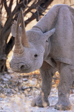 Black rhinoceros (Diceros bicornis), Etosha, Namibia, Africa
