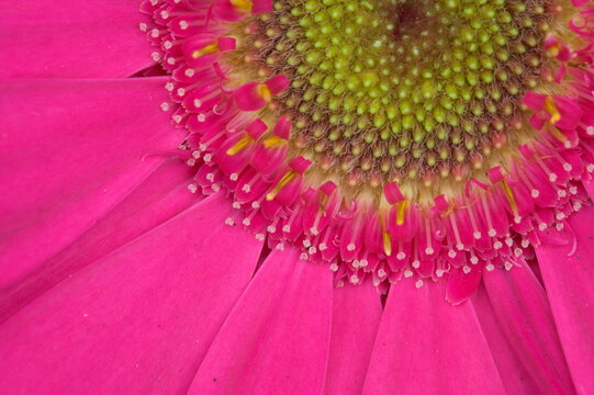 Gerbera, shocking pink, United Kingdom, Europe