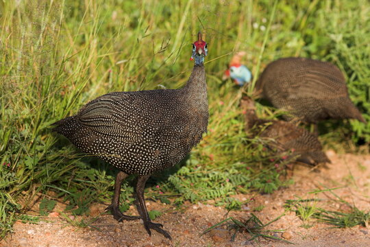 Helmeted guineafowl, Numida meleagris, South Africa, Africa