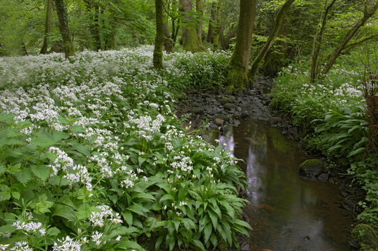 Wild garlic, or ramson, Allium ursinum, Lancashire, England, United Kingdom, Europe 