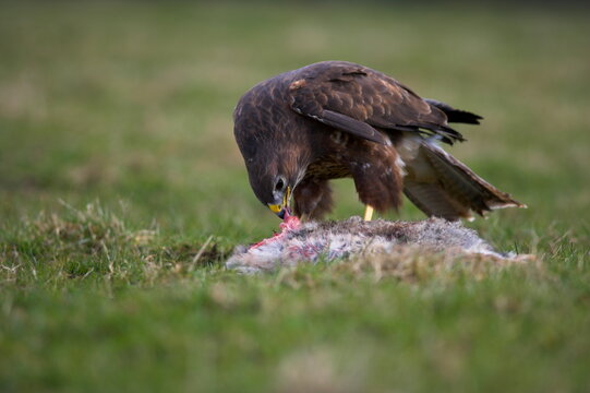 Buzzard eating rabbit, Buteo buteo, captive, United Kingdom, Europe