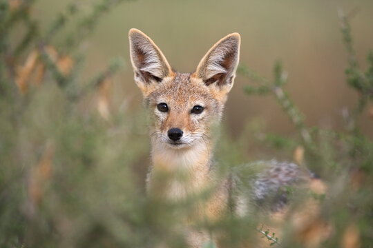 Blackbacked jackal (Canis mesomelas), Kgalagadi Transfrontier Park, South Africa, Africa