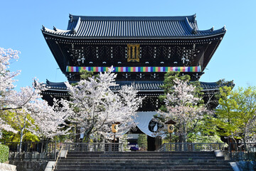 春に見上げる京都市金戒光明寺の巨大な山門