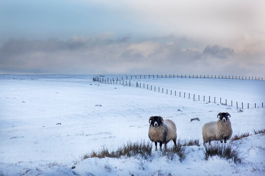 Northumberland blackface sheep in snow, Tarset, Hexham, Northumberland, United Kingdom, Europe