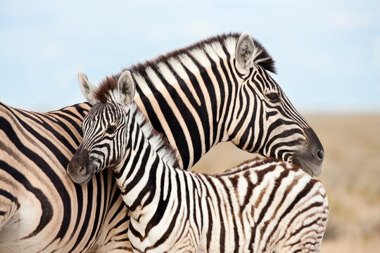 Burchell's zebra (Equus burchelli), with foal, Etosha National Park, Namibia, Africa