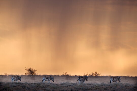 Plains zebra (Equus burchelli), at stormy sunset, Etosha National Park, Namibia, Africa