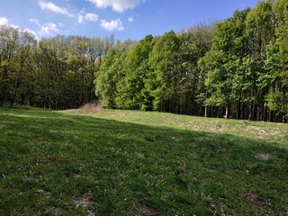 spring in the park, forest, nature