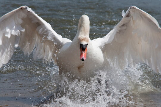 Mute swan (Cygnus color), taking off, Abbotsbury Swannery, Dorset, England, United Kingdom, Europe