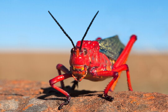 Common milkweed locust (Phymateus morbillosus), Samara private game reserve, Karoo, South Africa, Africa