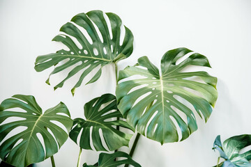 Airy Climbing Office Monstera Plant