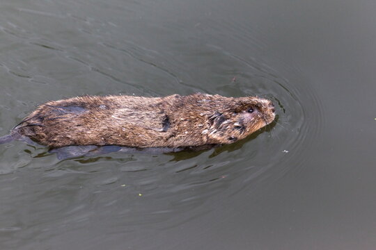 Water vole (Arvicola terrestris), swimming, Gloucester and Sharpness Canal, Shepherd's Patch, Gloucestershire, England, United Kingdom, Europe