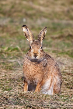 Brown hare (Lepus europaeus), Islay, Scotland, United Kingdom, Europe