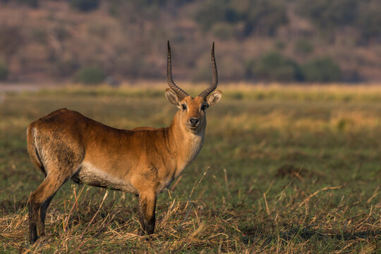 Red lechwe (Kobus leche), Chobe National Park, Botswana, Africa