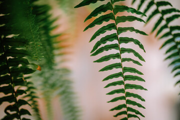 Valmiera, Latvia - August 10, 2023 - Close-up of vibrant green fern leaves with a blurred...