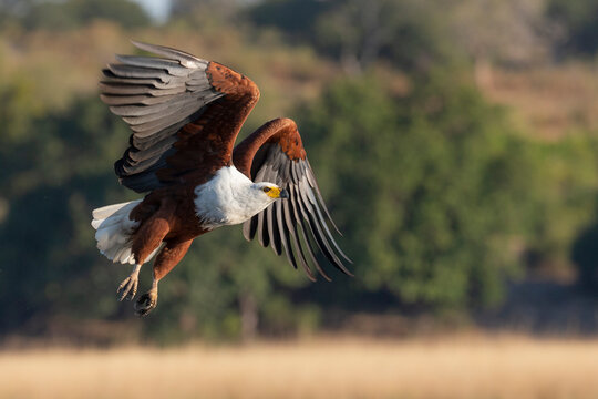 African fish eagle (Haliaeetus vocifer), Chobe National Park, Botswana, Africa