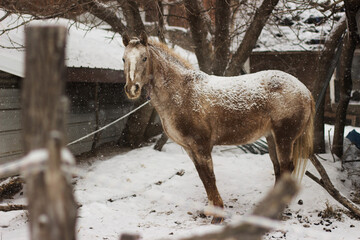 light brown horse in snowy Wisconsin farm landscape, behind a fence