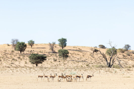 Springbok (Antidorcas marsupialis), Kgalagadi transfrontier park, Northern Cape, South Africa