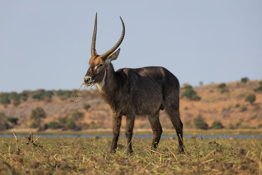 Waterbuck (Kobus ellipsiprymnus), Chobe national park., Botswana
