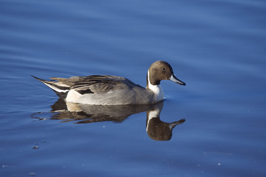 Northern pintail (Anas acuta). UK