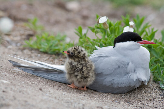 Arctic tern (Sterna paradisaea) with chick. Farne Islands, off Northumberland coast, UK
