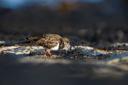 Turnstone (Arenaria interpres) foraging among seaweed. Northumberland, UK