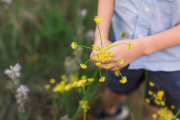 Yellow wildflower held by little boy
