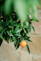 Solitary ripe orange amidst vibrant green leaves
