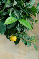 Lone ripe citrus hanging amidst lush green leaves