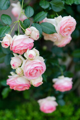 Hanging roses in soft hues, epitome of garden grace