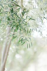 Soft light filters through whispering olive branches