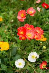 Wild poppies dance, red and white among green