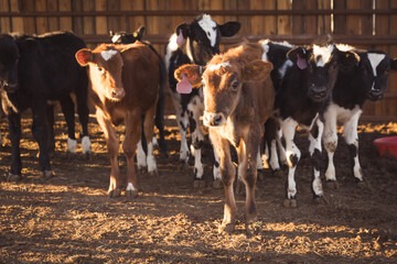 Group of Cute Red and Black and White Dairy Calves