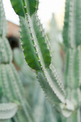 Close-up of a green spiky cactus plant