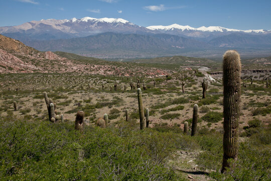 Los Cardones National Park (Valley of Cactus National Park), with Nevado Cachi snowcapped mountain range in Andes region, Salta, Argentina, South America