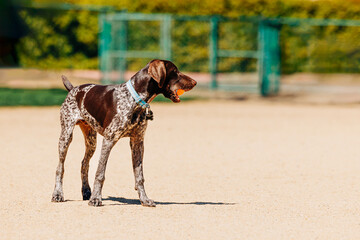 Young pointer dog standing with orange ball in mouth