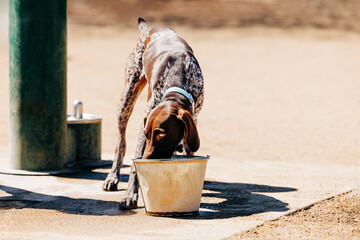 Young pointer puppy drinking water from bucket at dog park