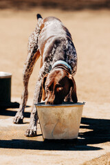 Young pointer dog drinking water from bucket at dog park