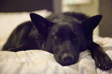 Black dog lounging on a cozy bed