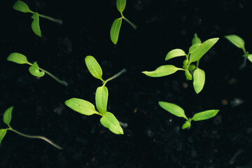 Green young sprouts break out of the ground, top view